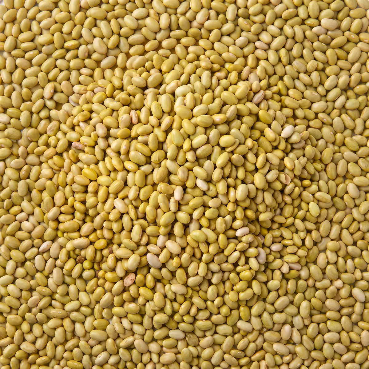 Frijoles